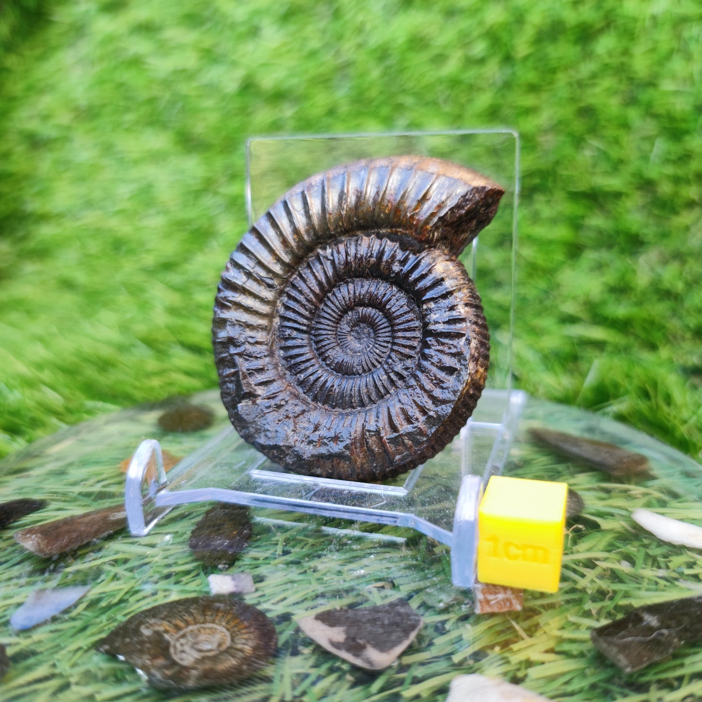 Dactylioceras ammonite Whitby fossil 3D matrix free