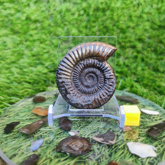 Dactylioceras ammonite Whitby fossil 3D matrix free