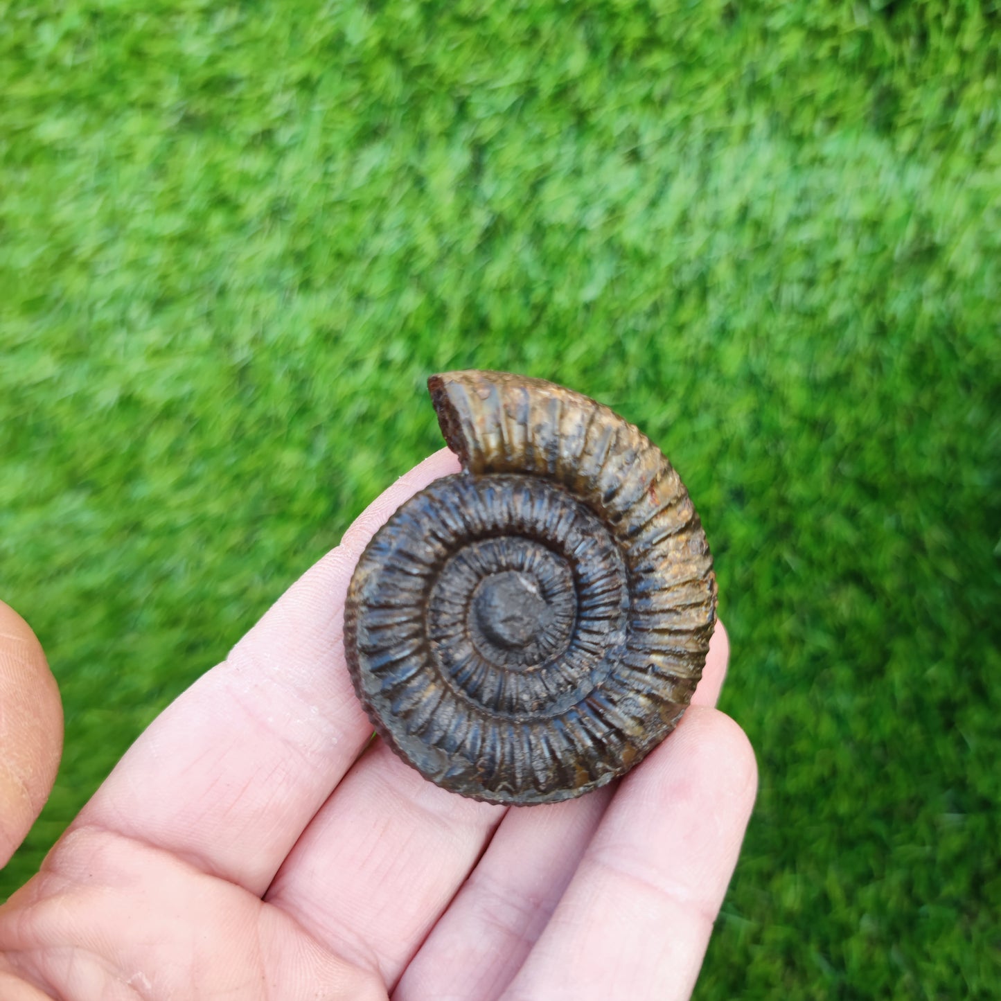 Dactylioceras ammonite Whitby fossil 3D matrix free