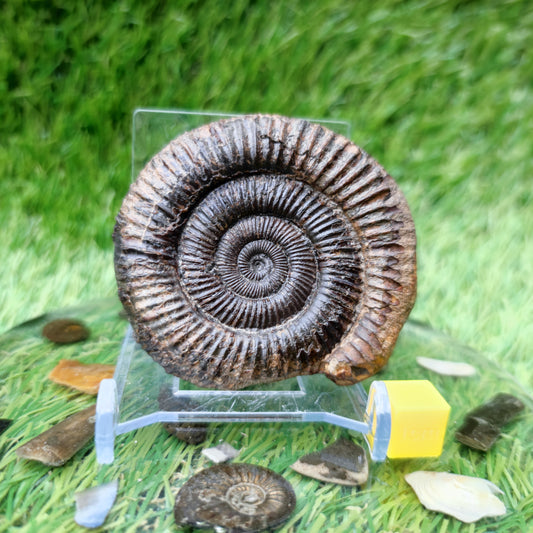 3D Ammonite fossil matrix free Whitby