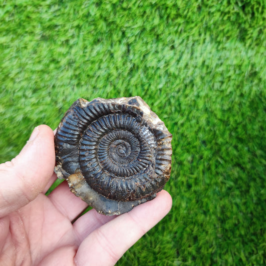 Ammonite fossil Whitby