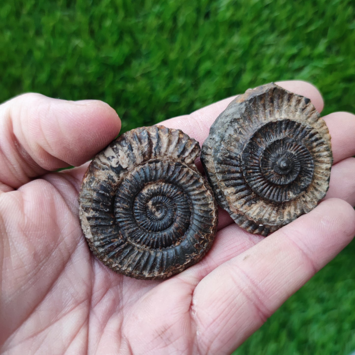 Ammonite fossil split pair matrix free both sides Whitby