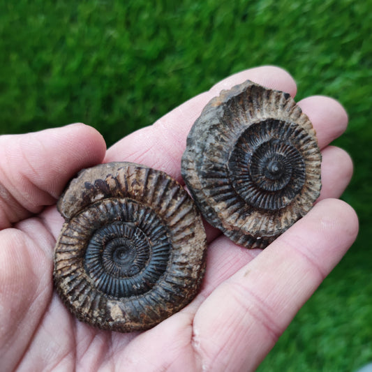 Ammonite fossil split pair matrix free both sides Whitby