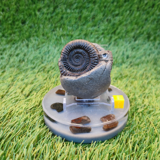 Dactylioceras ammonite fossil Whitby Yorkshire Jurassic coast