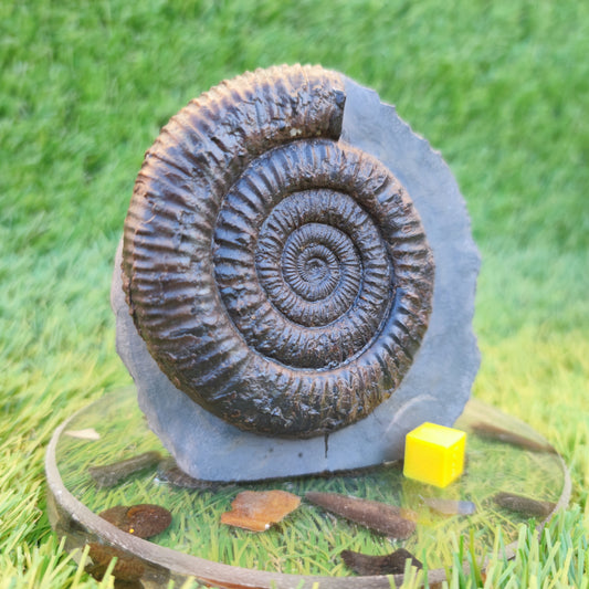 Dactylioceras ammonite with cut base Yorkshire Jurassic coast