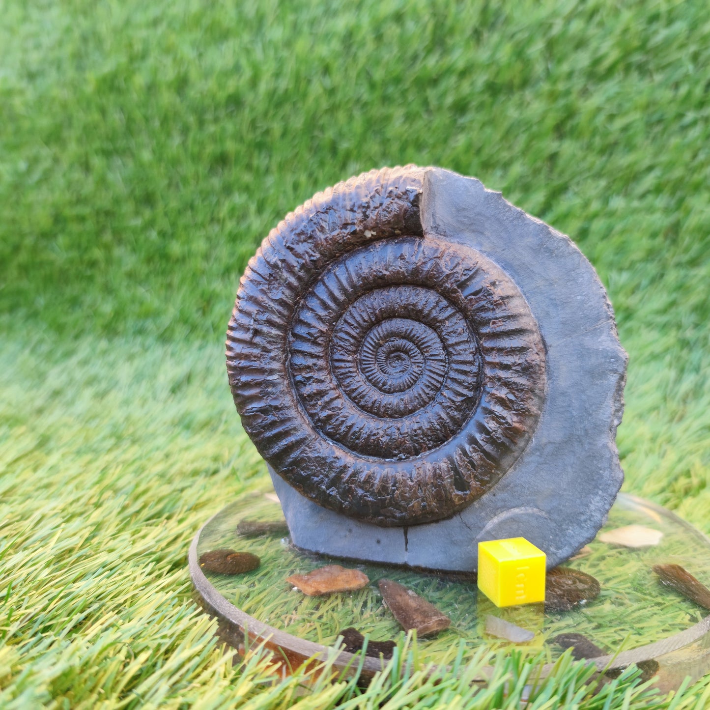 Dactylioceras ammonite with cut base Yorkshire Jurassic coast