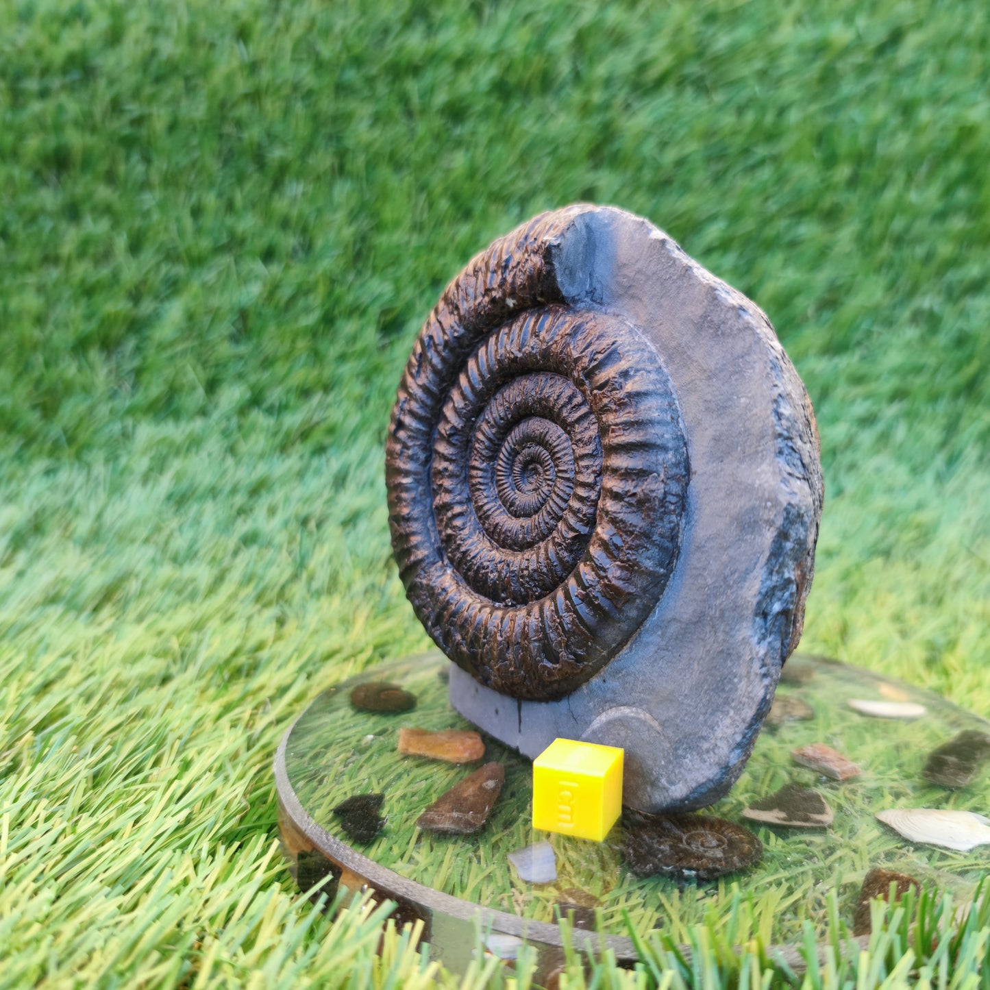Dactylioceras ammonite with cut base Yorkshire Jurassic coast