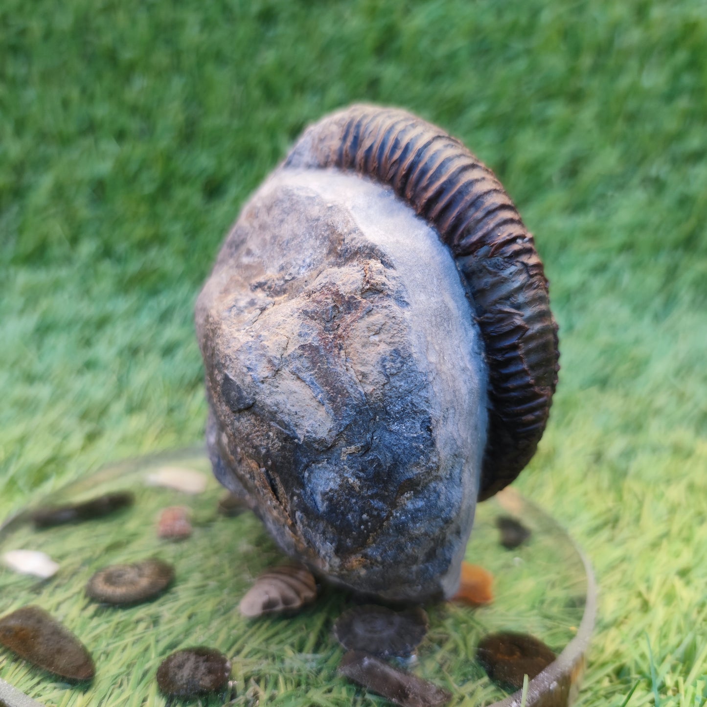 Dactylioceras ammonite with cut base Yorkshire Jurassic coast