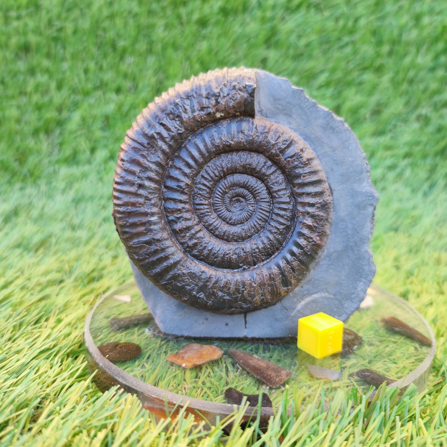 Dactylioceras ammonite with cut base Yorkshire Jurassic coast