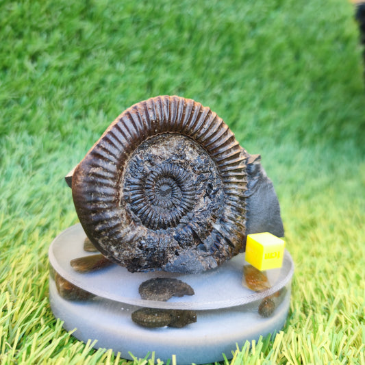 Dactylioceras ammonite fossil