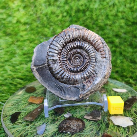 Ammonite fossil Dactylioceras Whitby Yorkshire