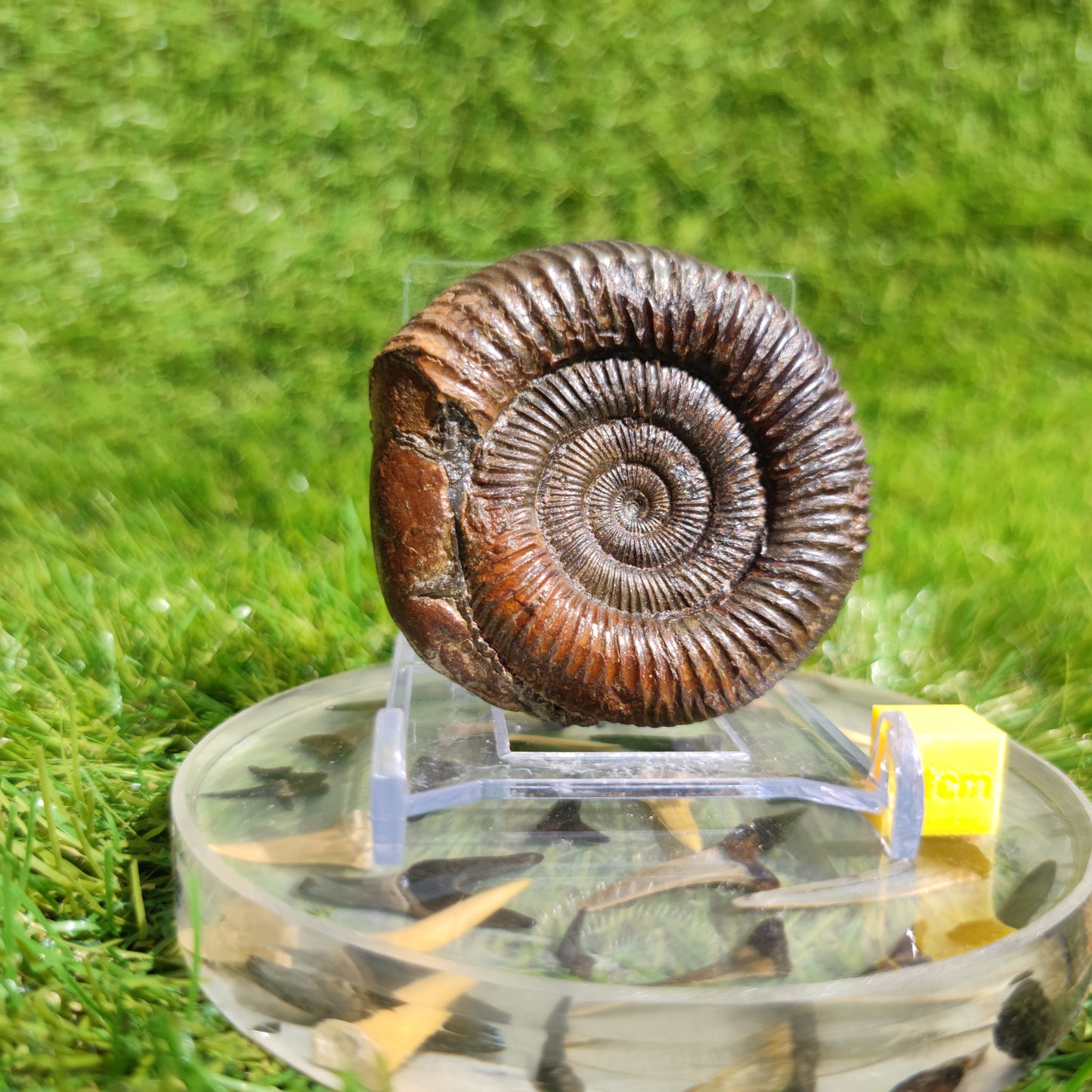 Ammonite fossil dactylioceras 3D Matrix free Whitby