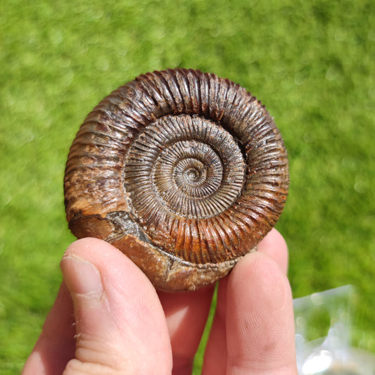 Ammonite fossil dactylioceras 3D Matrix free Whitby