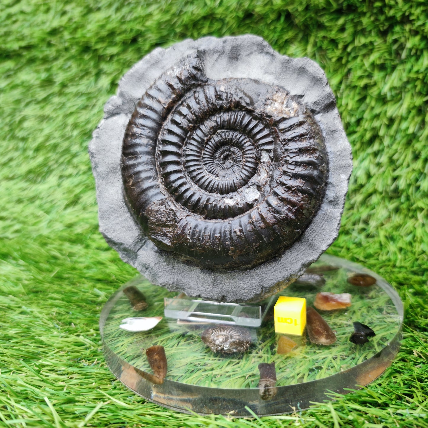 Dactylioceras ammonite big chunky fossil Yorkshire Jurassic coast
