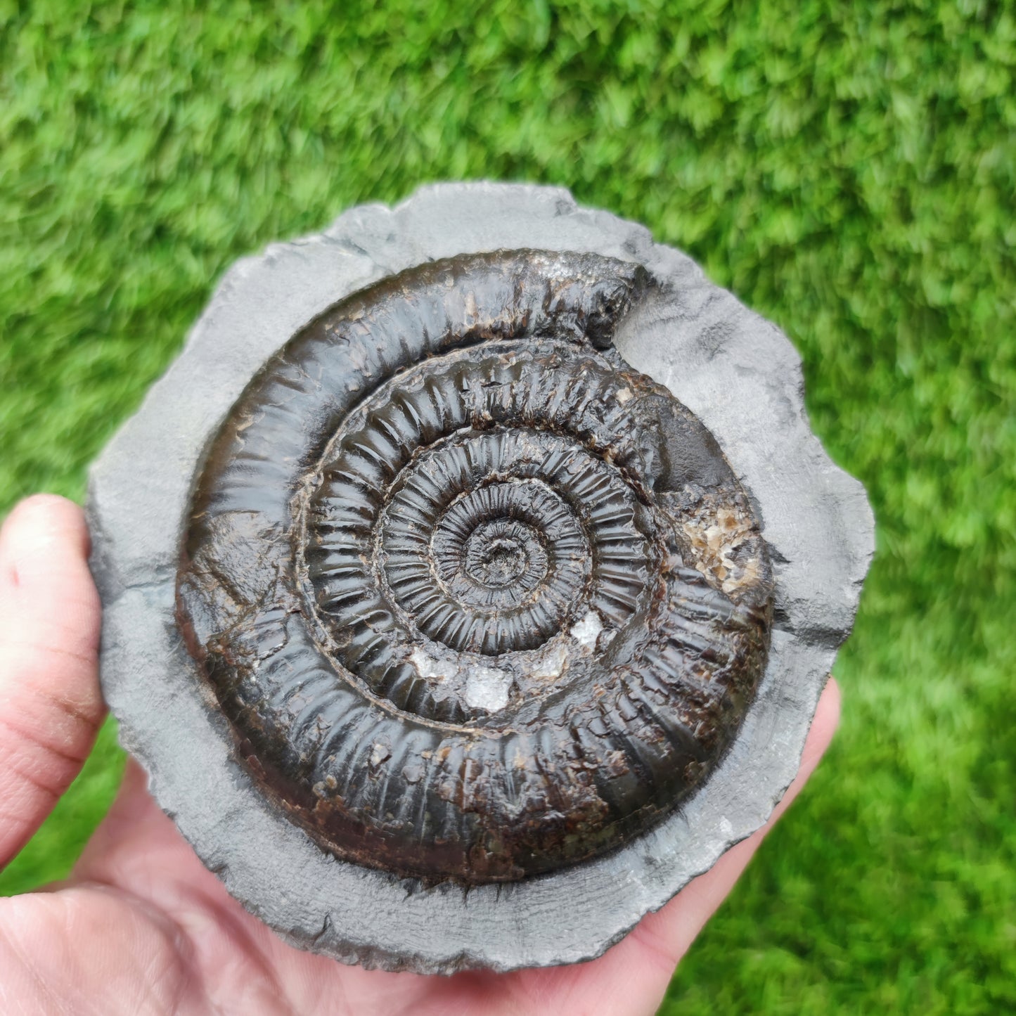 Dactylioceras ammonite big chunky fossil Yorkshire Jurassic coast