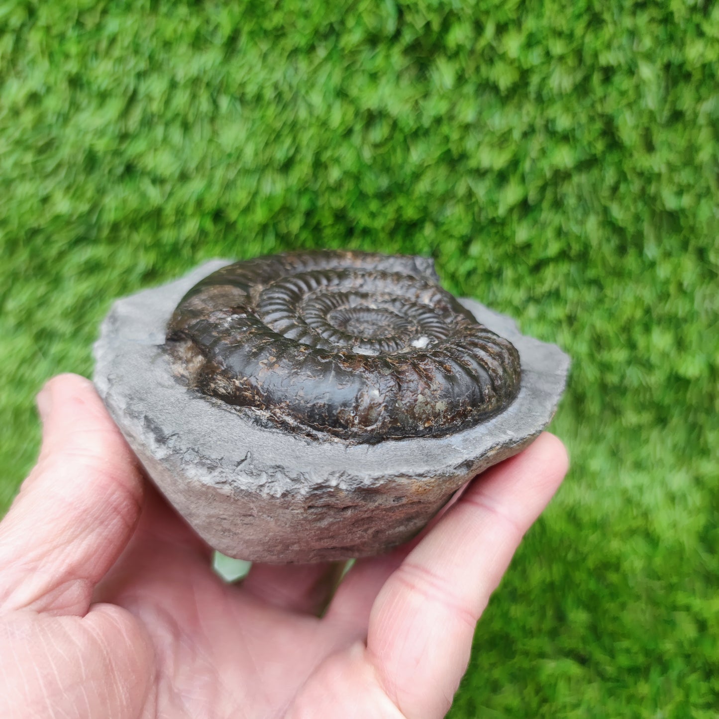 Dactylioceras ammonite big chunky fossil Yorkshire Jurassic coast