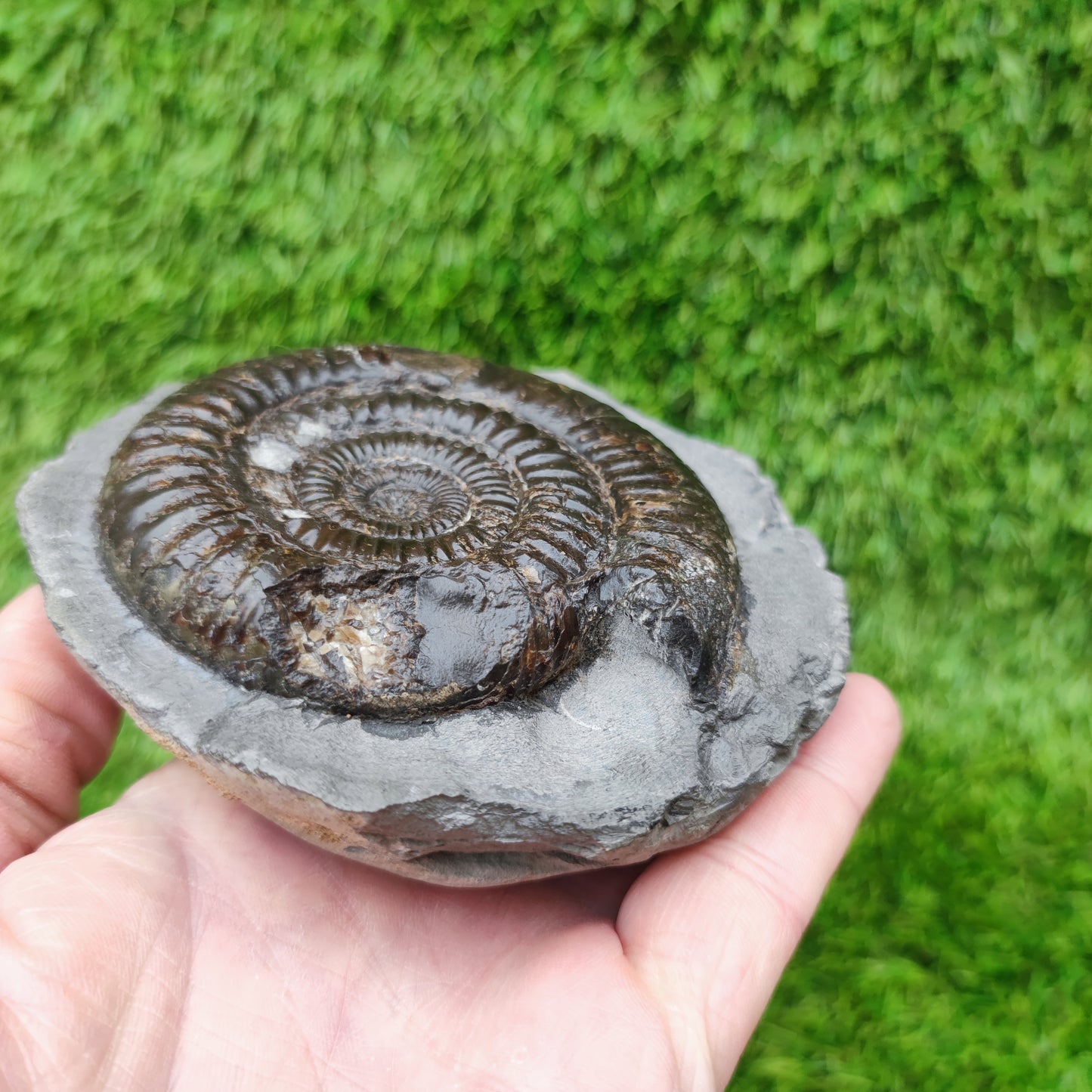 Dactylioceras ammonite big chunky fossil Yorkshire Jurassic coast