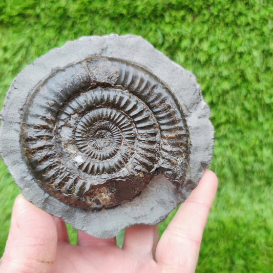 Dactylioceras ammonite big chunky fossil Yorkshire Jurassic coast