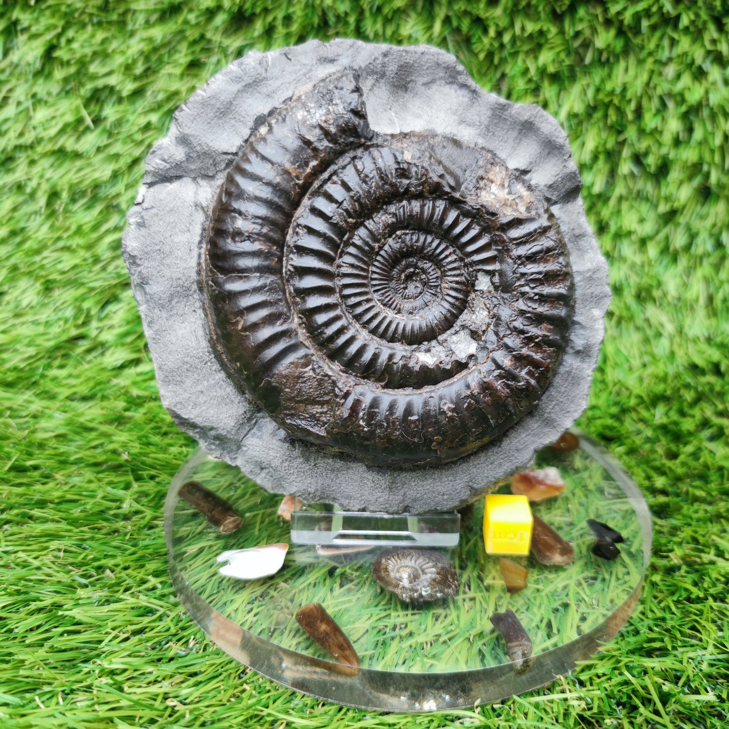 Dactylioceras ammonite big chunky fossil Yorkshire Jurassic coast