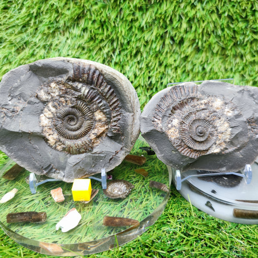 Ammonite fossil split pair Limestone nodule