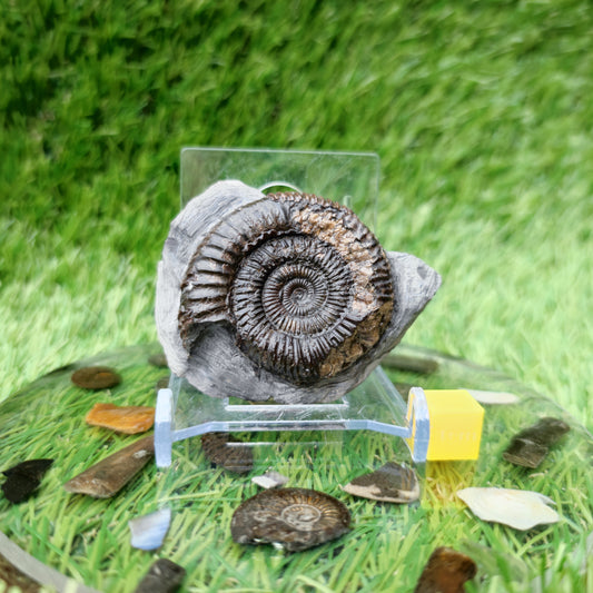 Ammonite fossil Yorkshire Jurassic coast