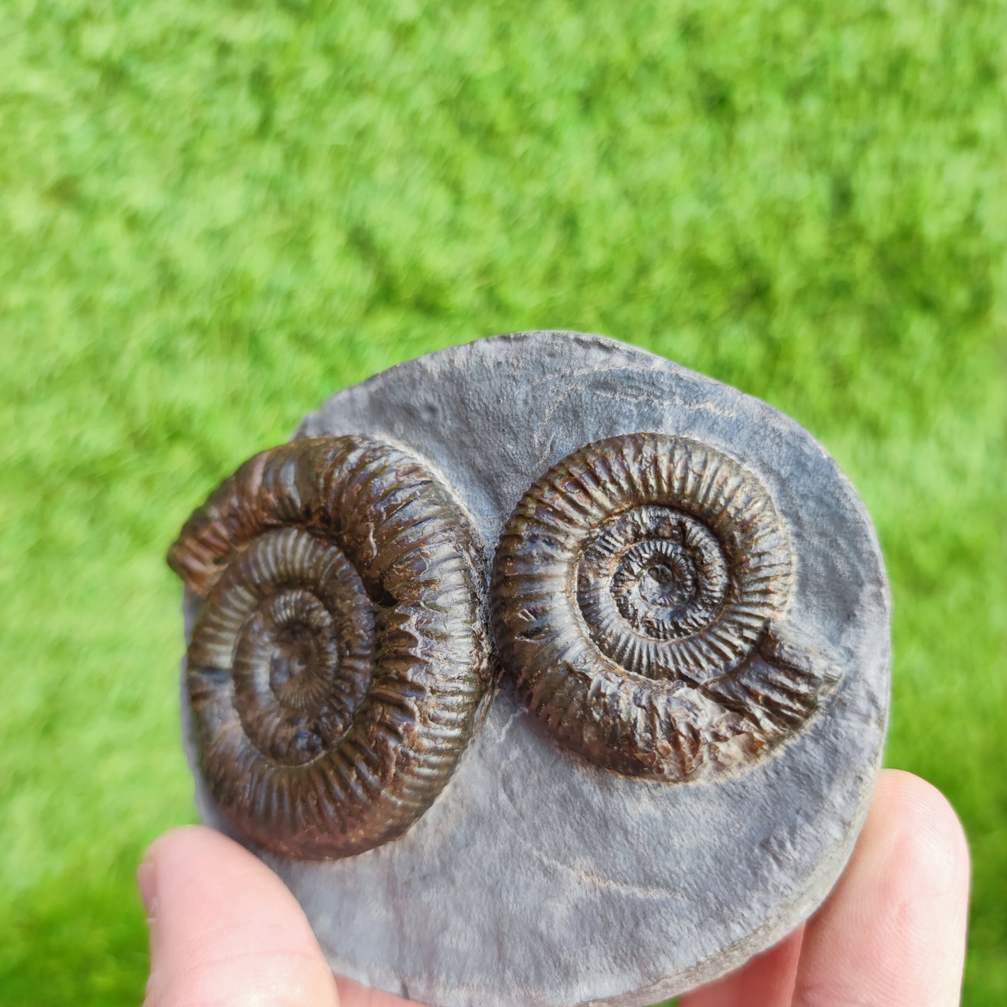 Ammonite Fossil double Dactylioceras North Yorkshire Fossils
