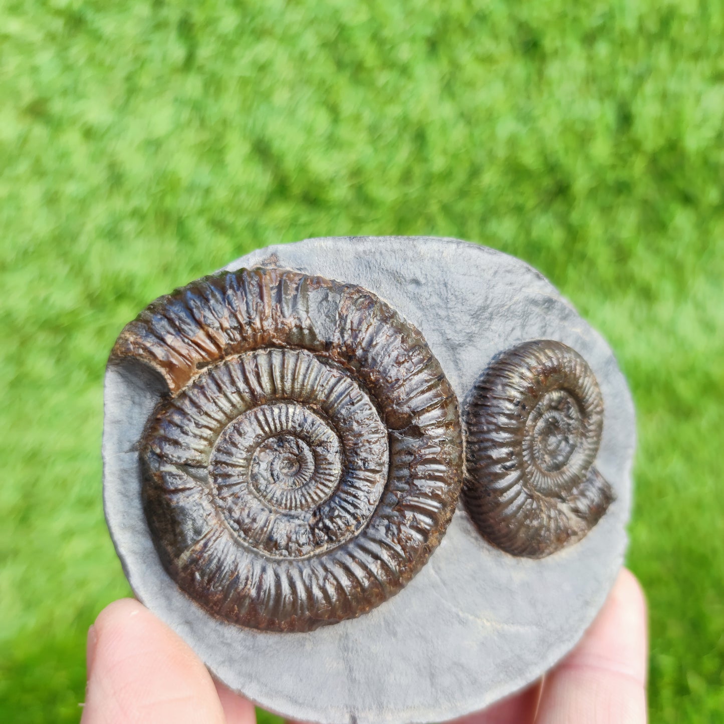 Ammonite Fossil double Dactylioceras North Yorkshire Fossils