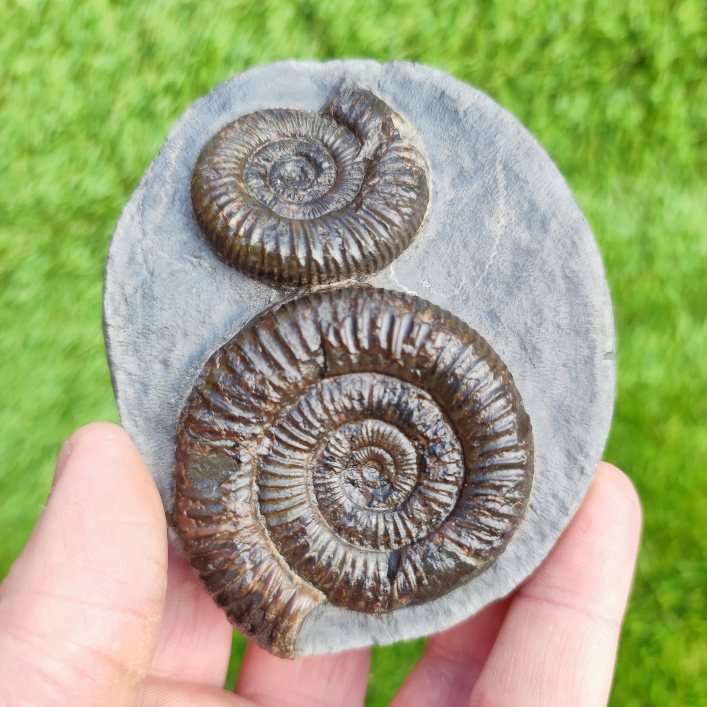 Ammonite Fossil double Dactylioceras North Yorkshire Fossils