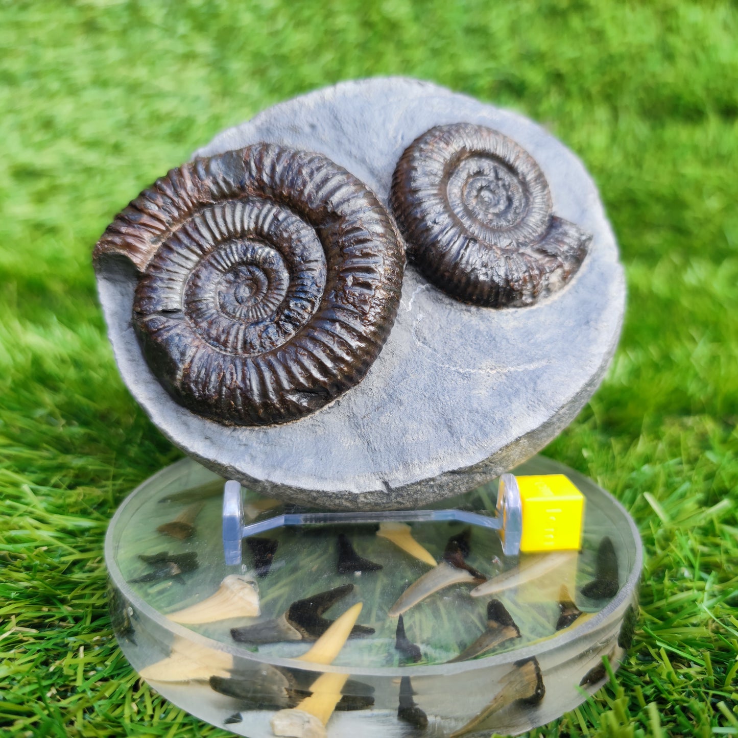 Ammonite Fossil double Dactylioceras North Yorkshire Fossils