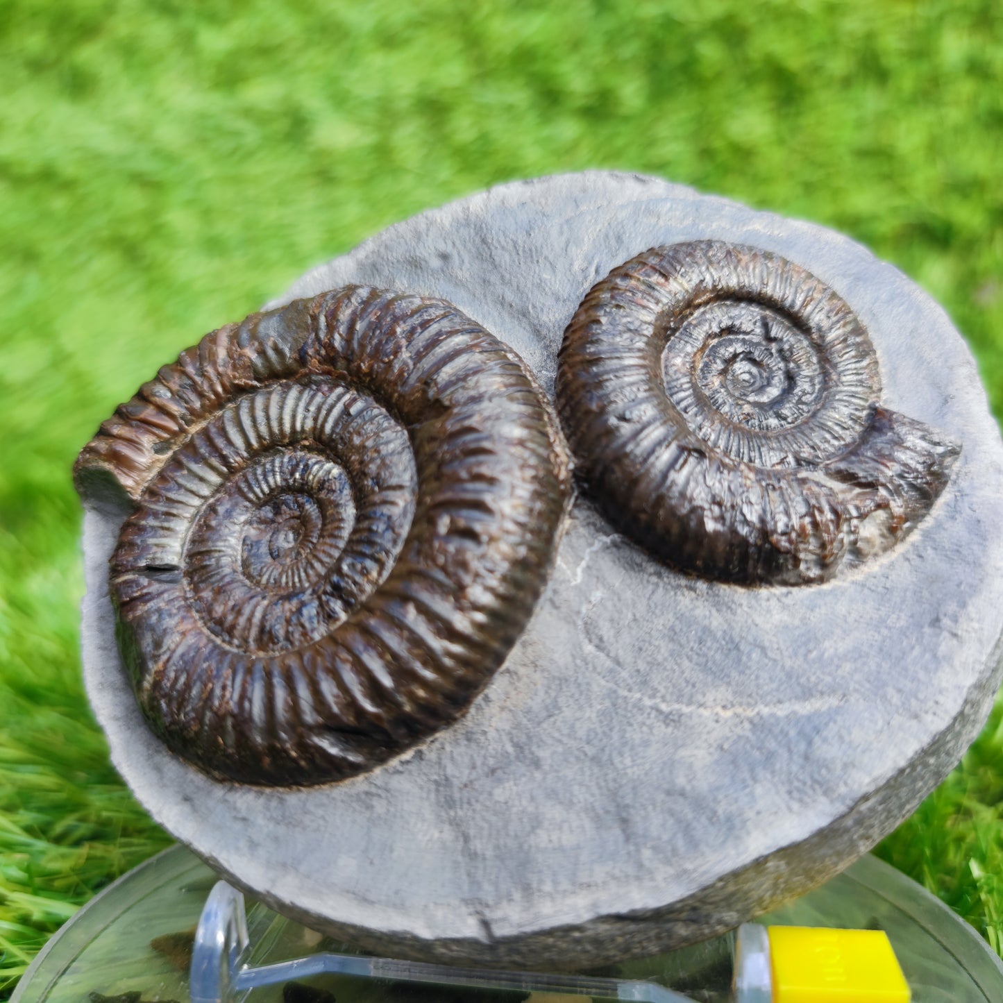 Ammonite Fossil double Dactylioceras North Yorkshire Fossils