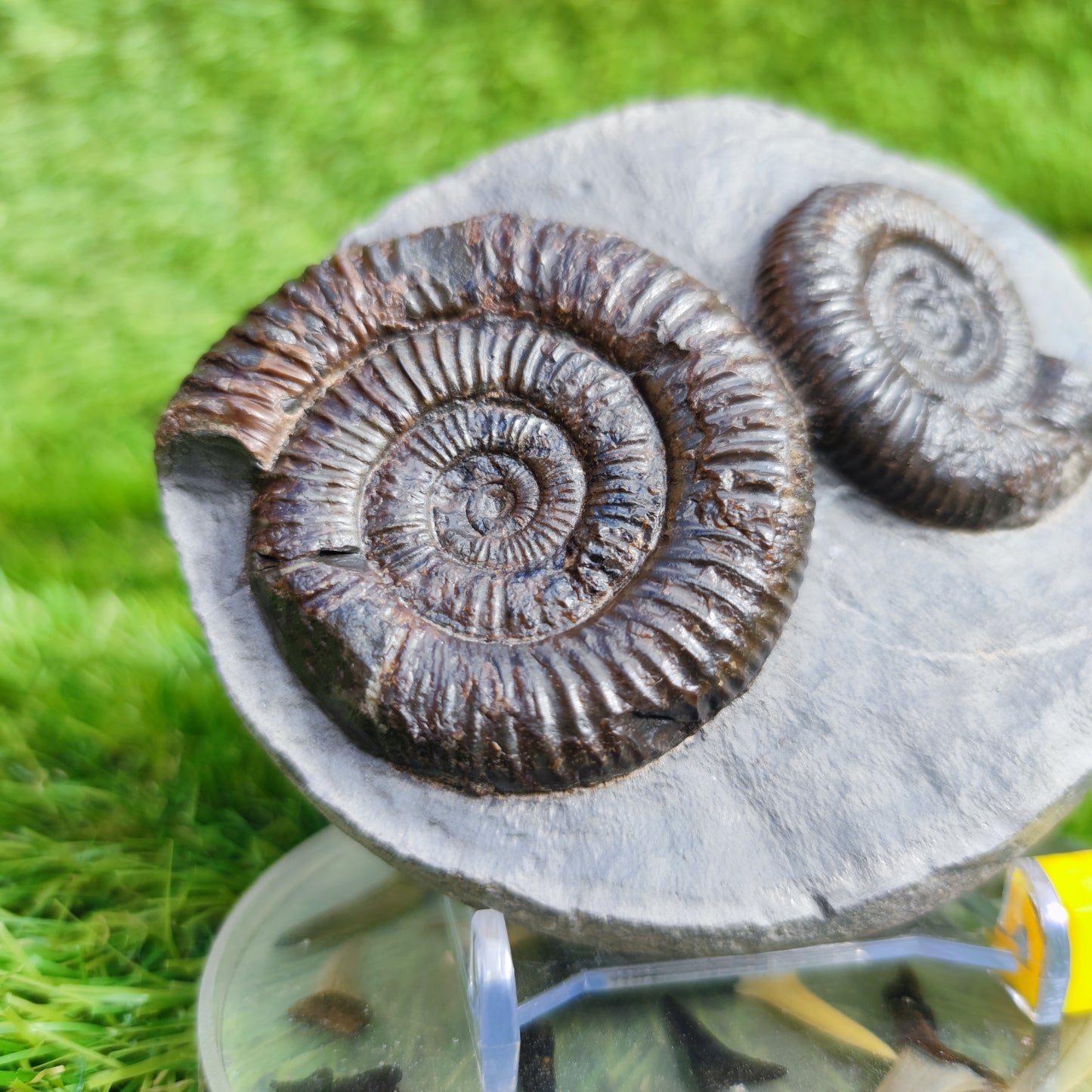 Ammonite Fossil double Dactylioceras North Yorkshire Fossils