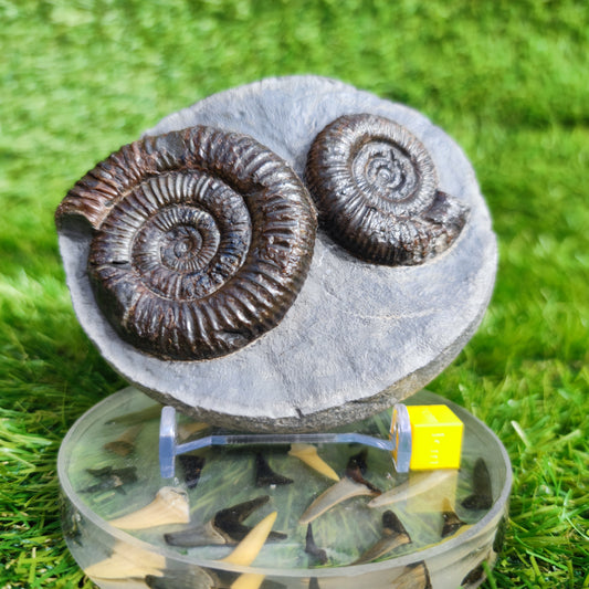 Ammonite Fossil double Dactylioceras North Yorkshire Fossils