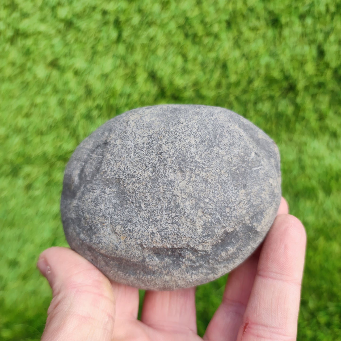 Ammonite Fossil double Dactylioceras North Yorkshire Fossils