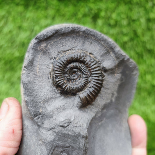Ammonite fossil Holderness coast