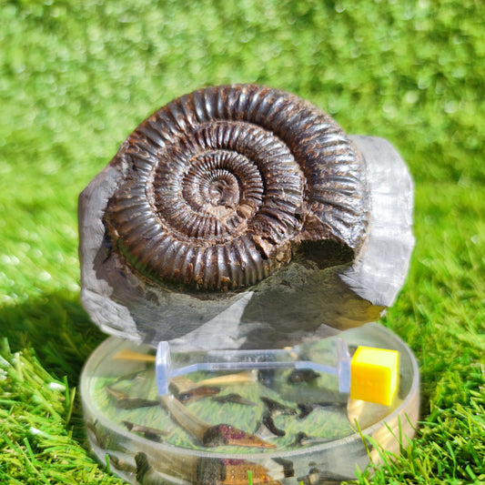Ammonite fossil free standing North Yorkshire Dactylioceras