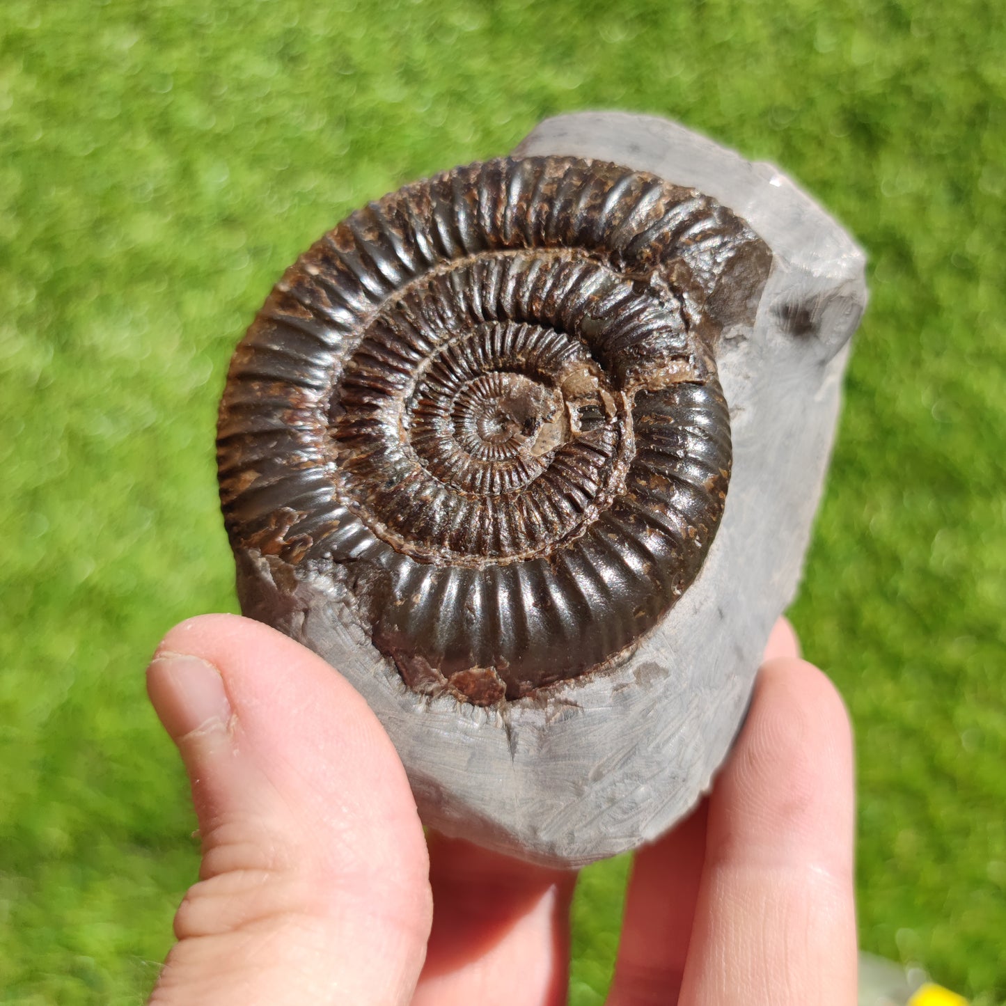Ammonite fossil free standing North Yorkshire Dactylioceras