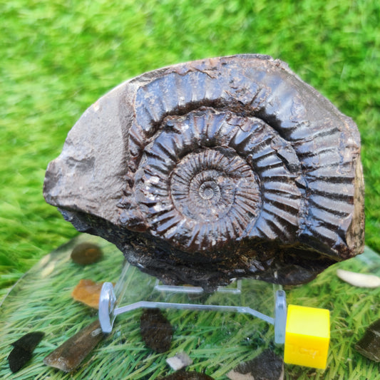 Ammonite fossil Kettleness Yorkshire