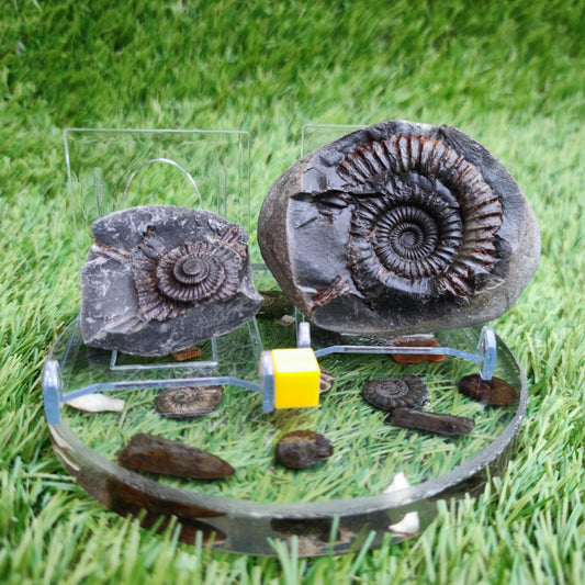 Ammonite fossil split pair Whitby Yorkshire