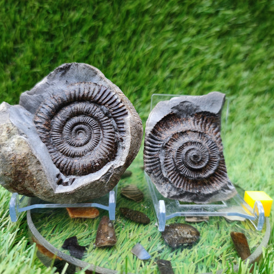 Ammonite fossil dactylioceras split pair