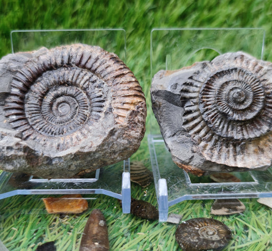 Ammonite fossil split pair North Yorkshire Fossils