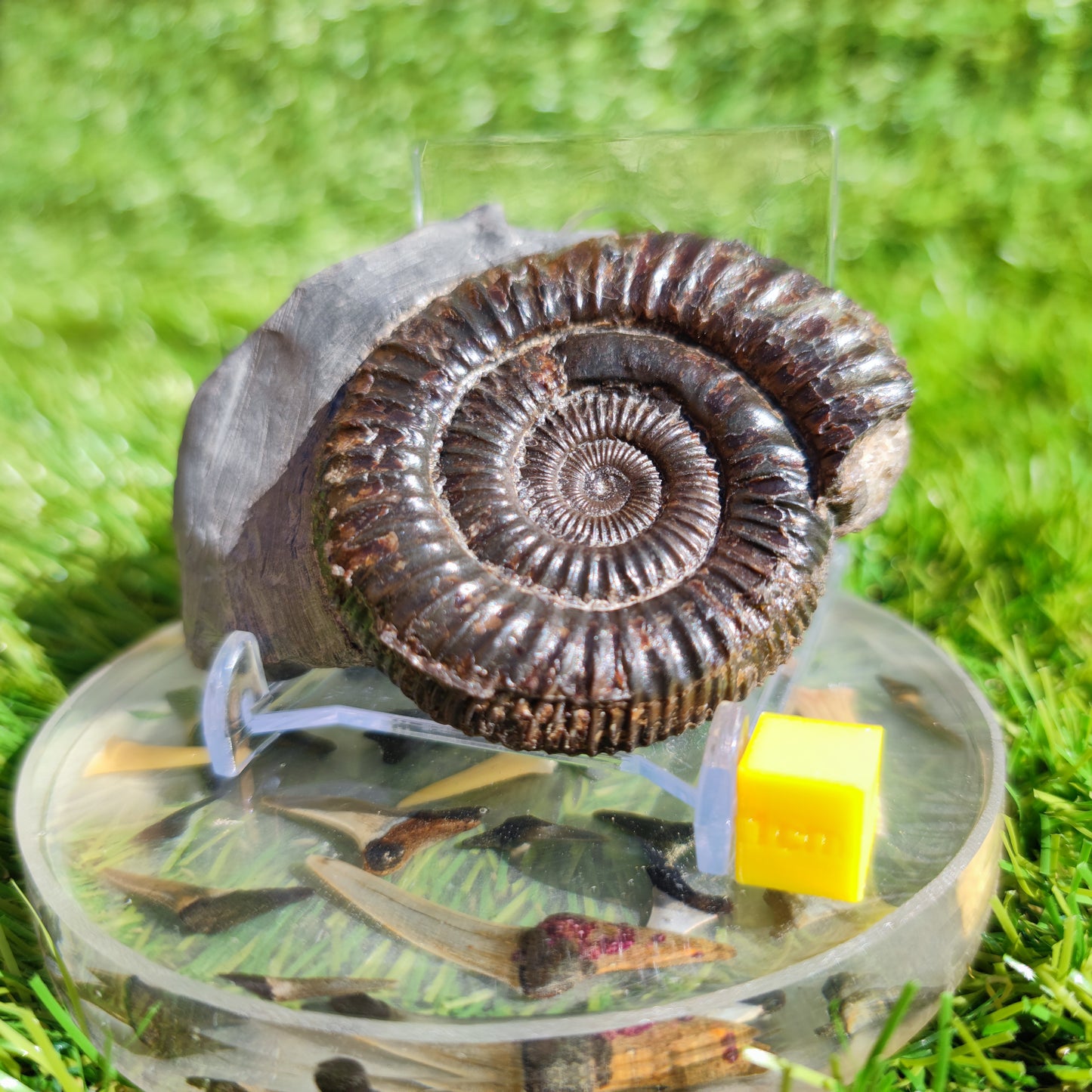 Dactylioceras ammonite fossil Port Mulgrave Yorkshire