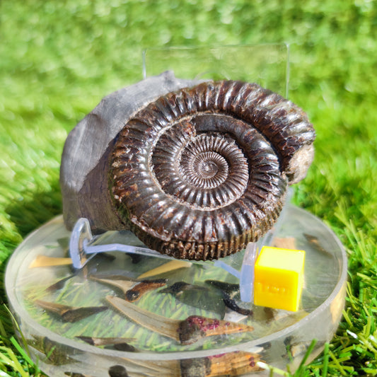 Dactylioceras ammonite fossil Port Mulgrave Yorkshire