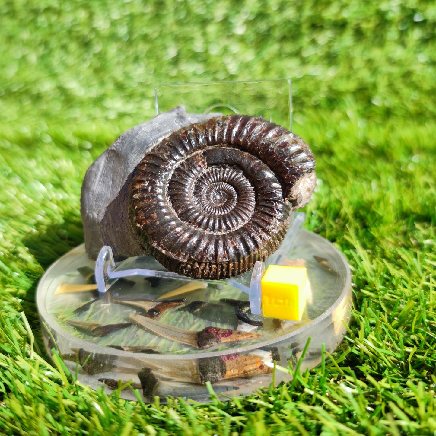 Dactylioceras ammonite fossil Port Mulgrave Yorkshire