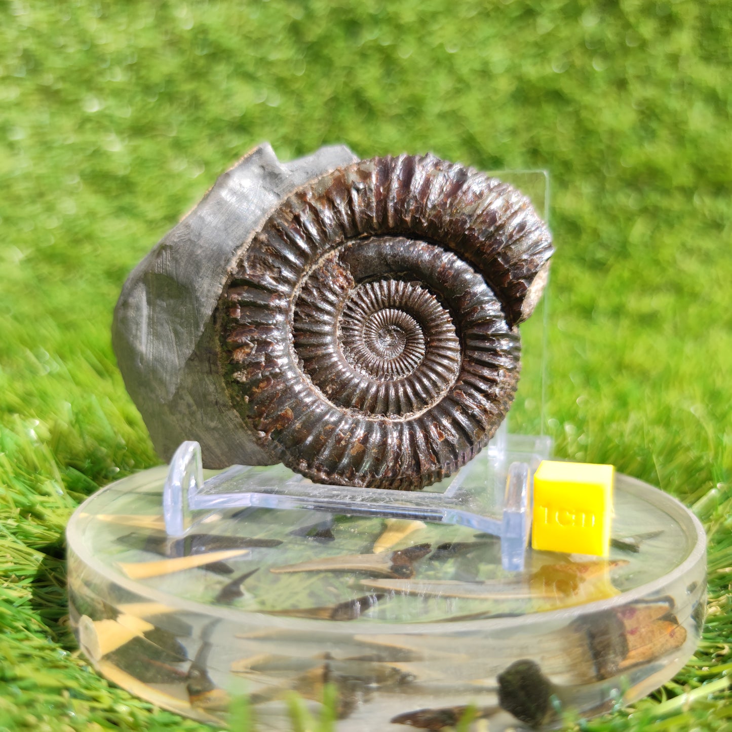 Dactylioceras ammonite fossil Port Mulgrave Yorkshire