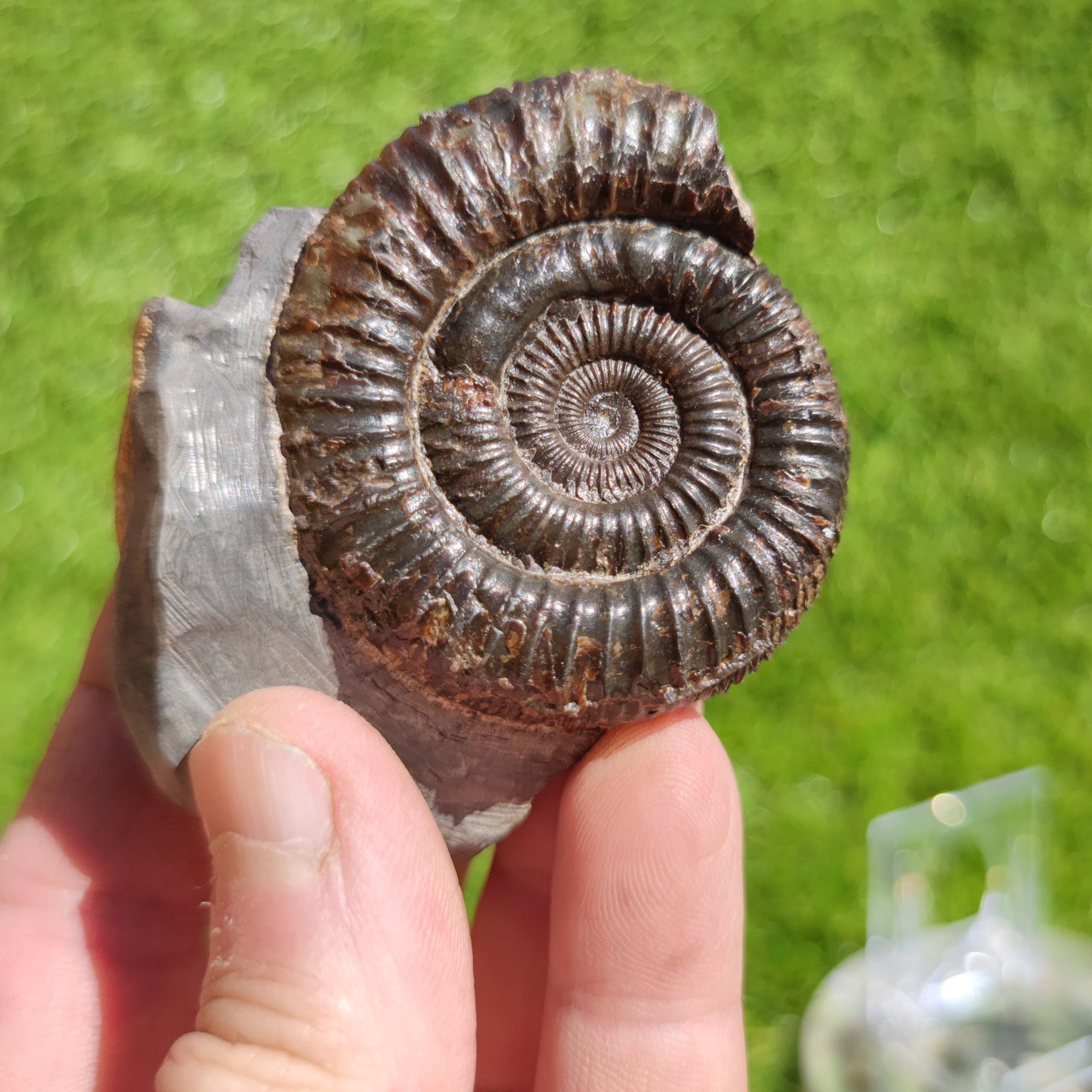 Dactylioceras ammonite fossil Port Mulgrave Yorkshire