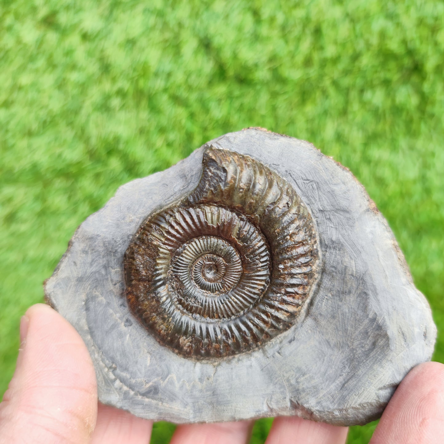 Dactylioceras North Yorkshire ammonite fossil