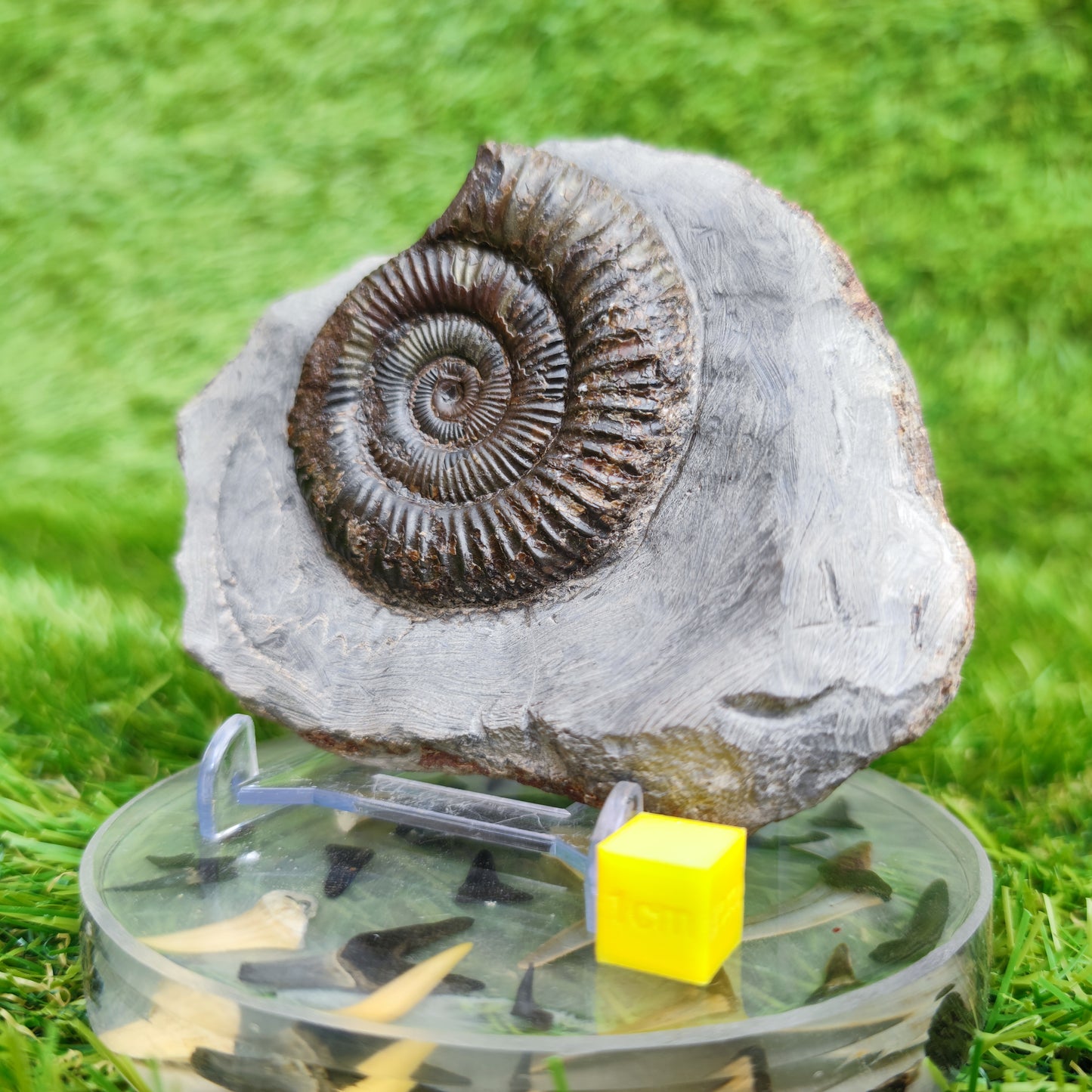 Dactylioceras North Yorkshire ammonite fossil