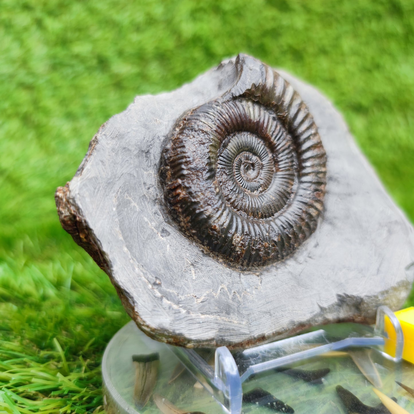 Dactylioceras North Yorkshire ammonite fossil