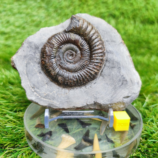 Dactylioceras North Yorkshire ammonite fossil