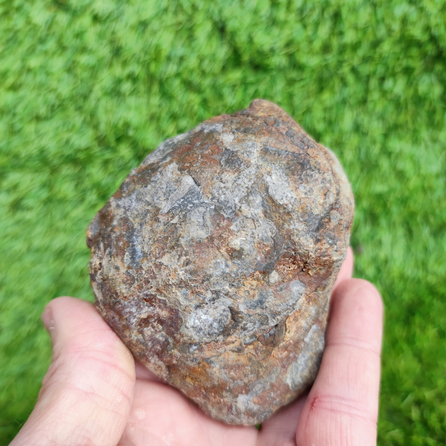 Dactylioceras North Yorkshire ammonite fossil